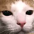 hamangry