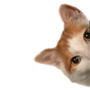 homPeek