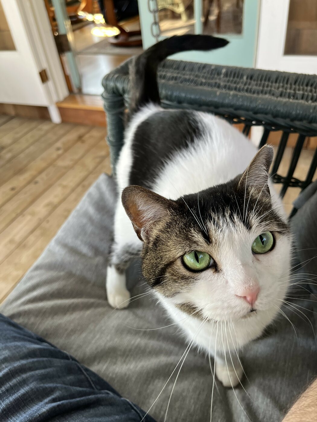 Elsa