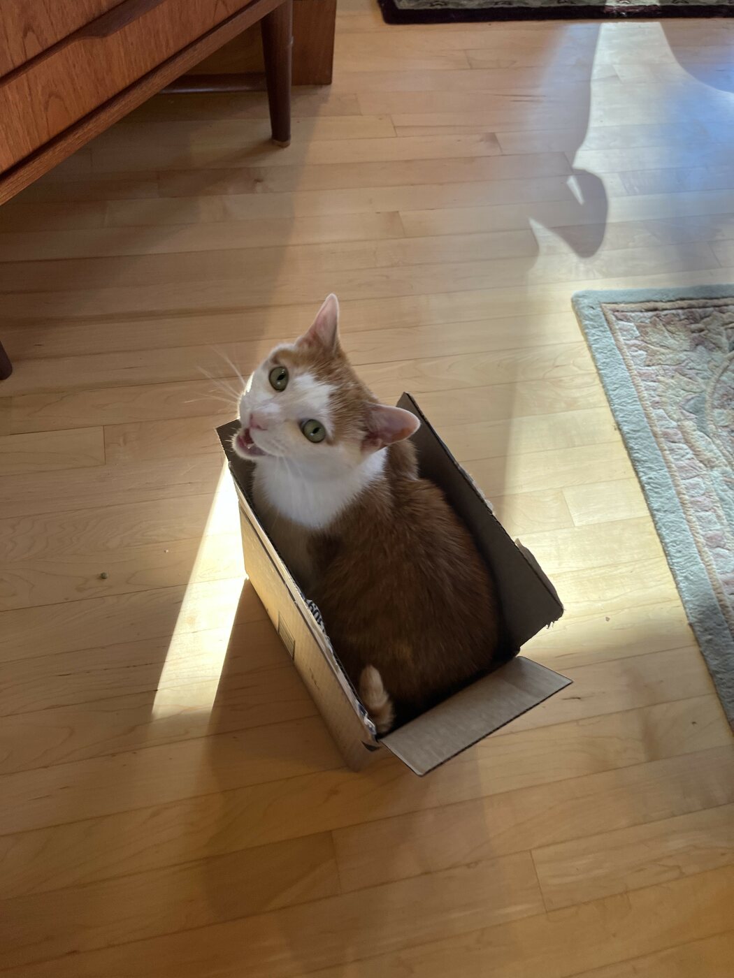 Ham